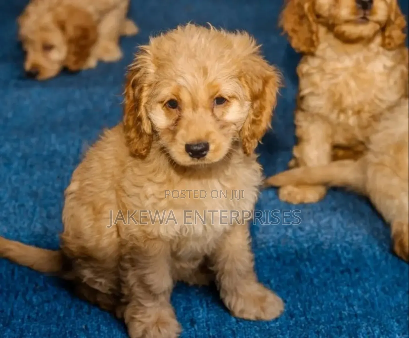 1-3 months Male Purebred Cockapoo