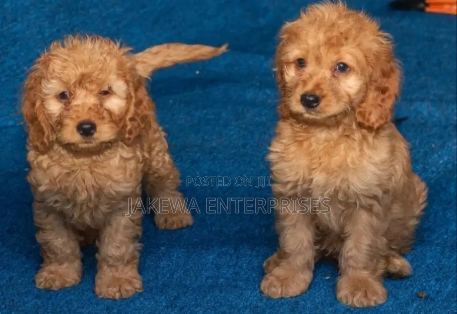 1-3 months Male Purebred Cockapoo