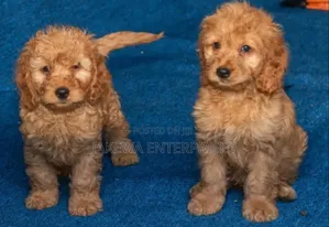 1-3 months Male Purebred Cockapoo