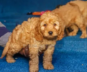1-3 months Female Purebred Cockapoo