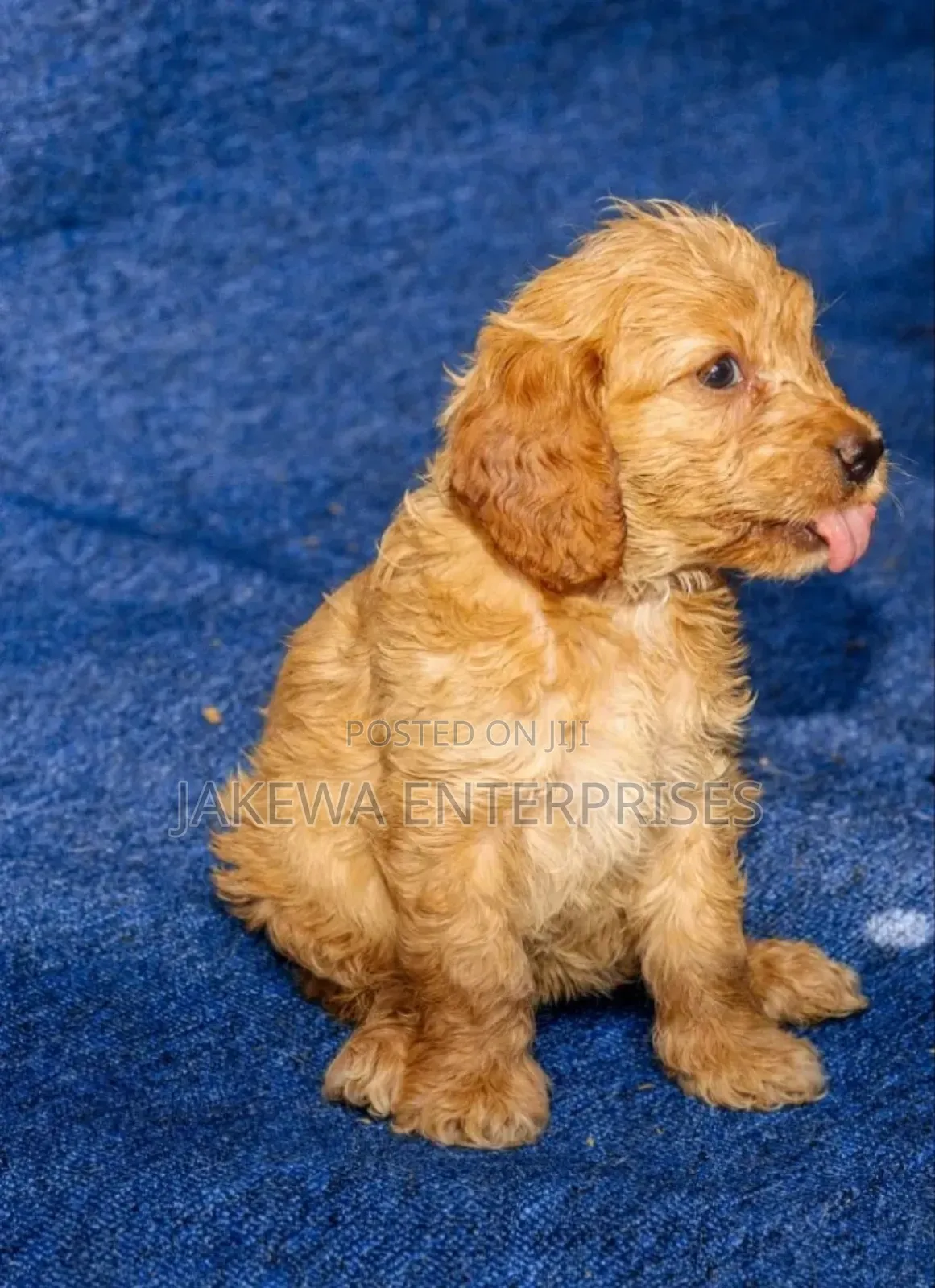 1-3 months Male Purebred Cockapoo