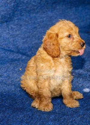 1-3 months Male Purebred Cockapoo - main view