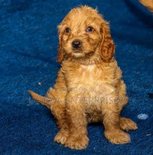 1-3 months Female Purebred Cockapoo - main view