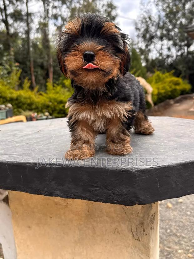 1-3 months Male Purebred Yorkshire Terrier