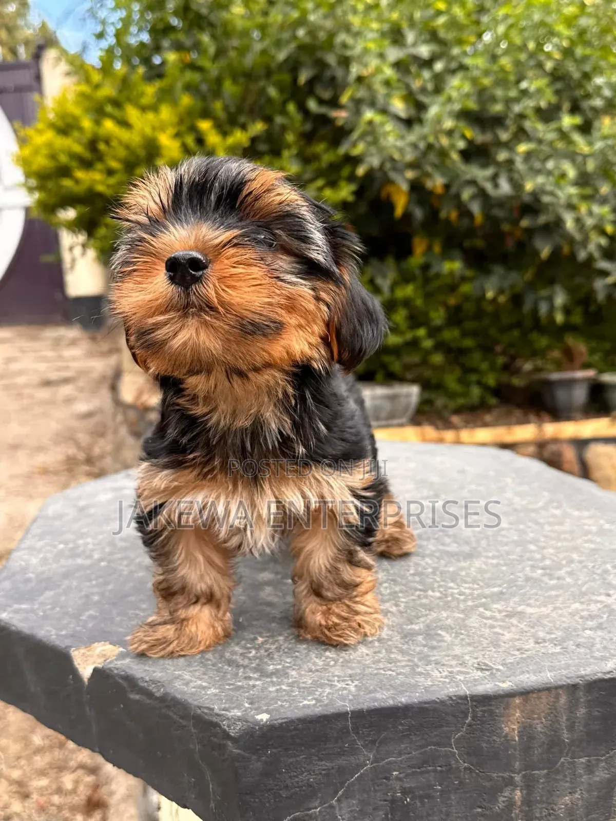 1-3 months Female Purebred Yorkshire Terrier