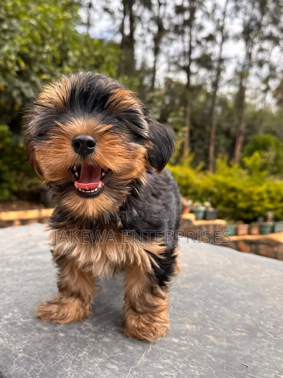 1-3 months Male Purebred Yorkshire Terrier
