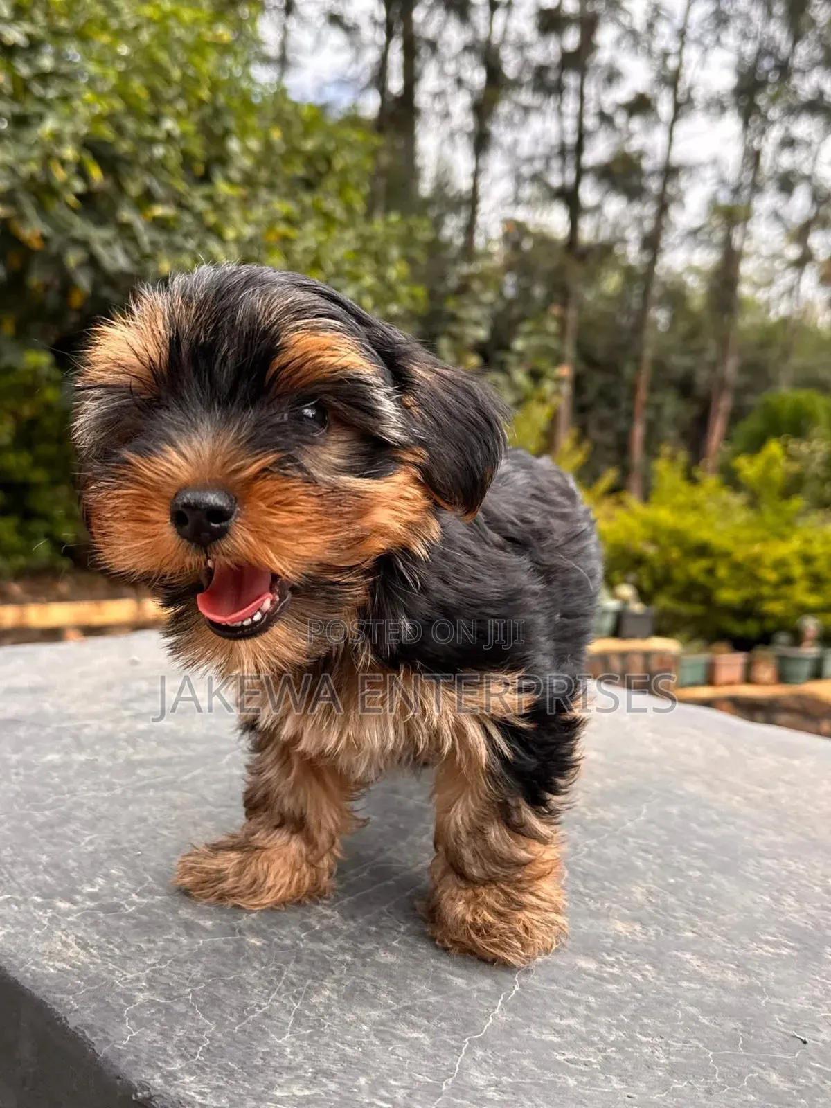 1-3 months Female Purebred Yorkshire Terrier