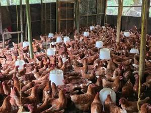 Layers Chicks - main view