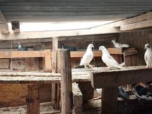 Local Pigeon - main view