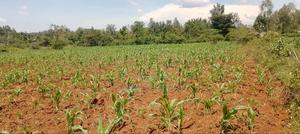 Bondo Near New Slaughter House - main view