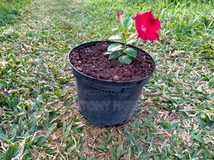 Planter Round Shaped