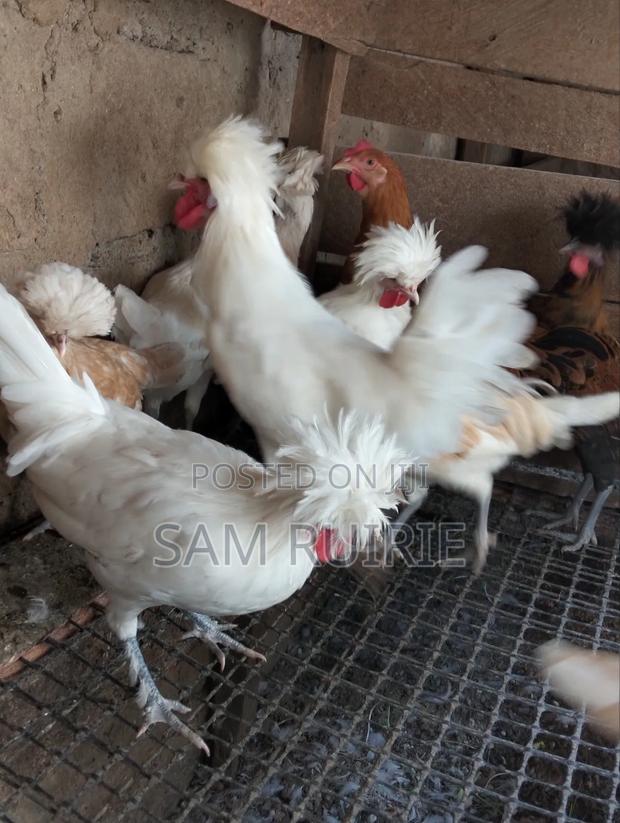 Mature Polish Bantam