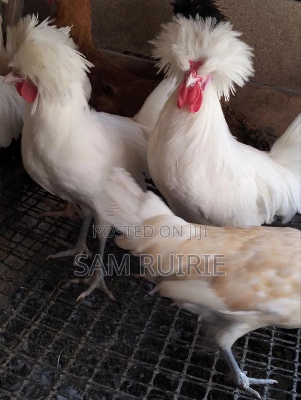 Mature Polish Bantam - thumbnail 2
