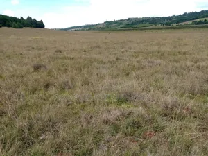 Advanced Unique Homes 100 Acres for Sale Ainabkoi Eldoret