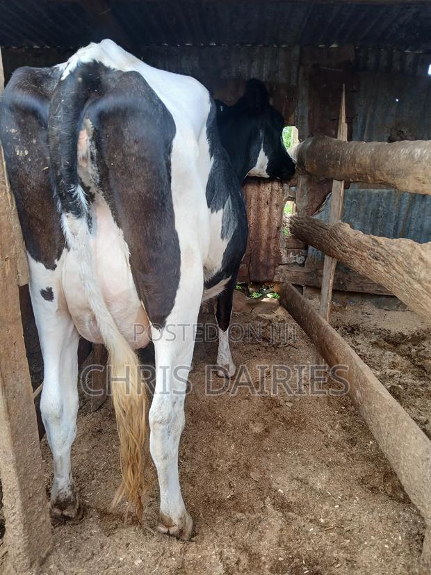 Freshian Lactating - main view