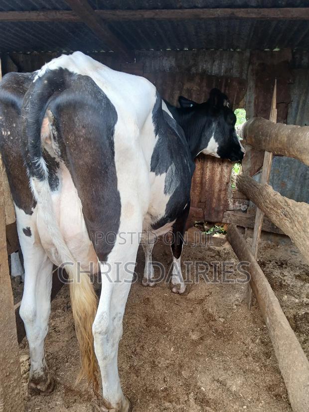 Freshian Lactating - thumbnail 3