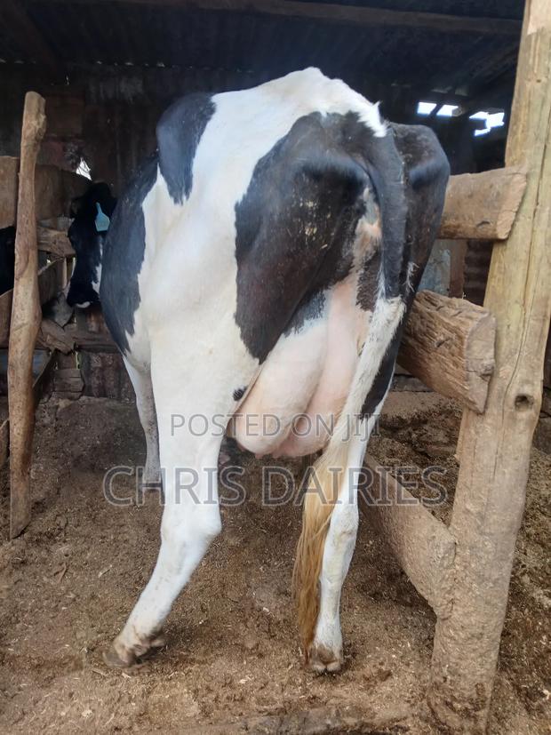 Freshian Lactating - thumbnail 4
