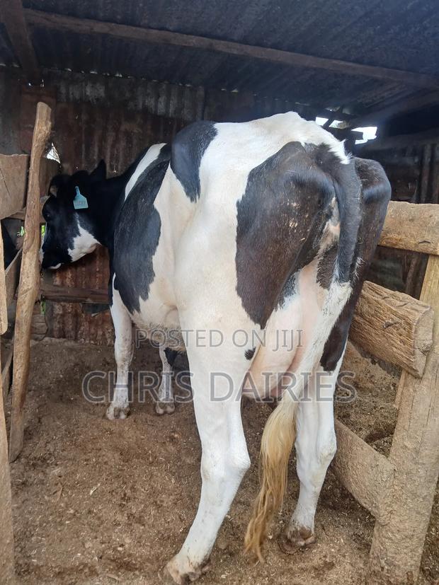 Freshian Lactating - thumbnail 5