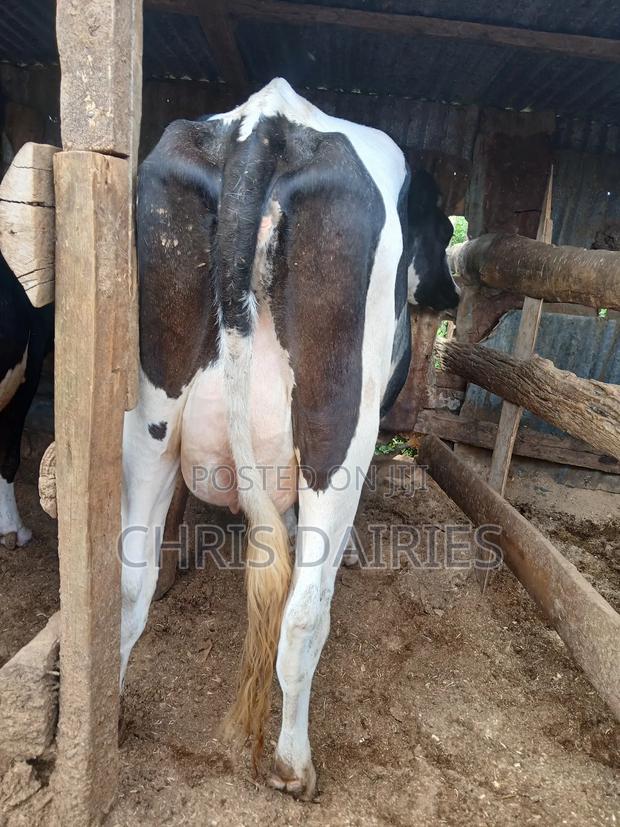 Freshian Lactating - thumbnail 6