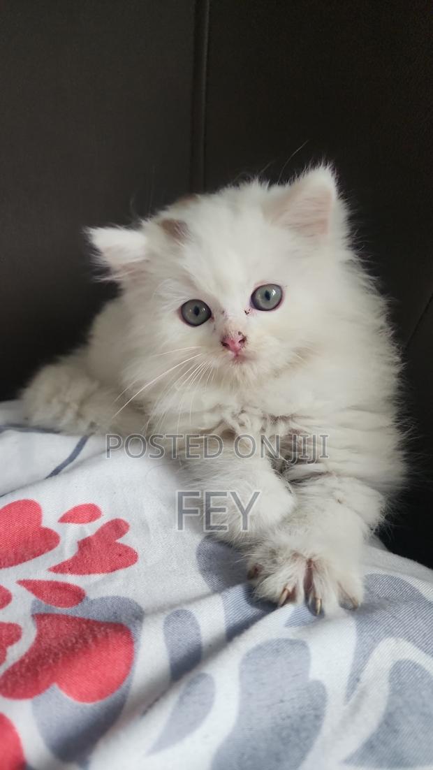 1-3 months Male Purebred Persian