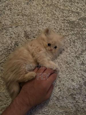 1-3 months Male Purebred Persian - main view