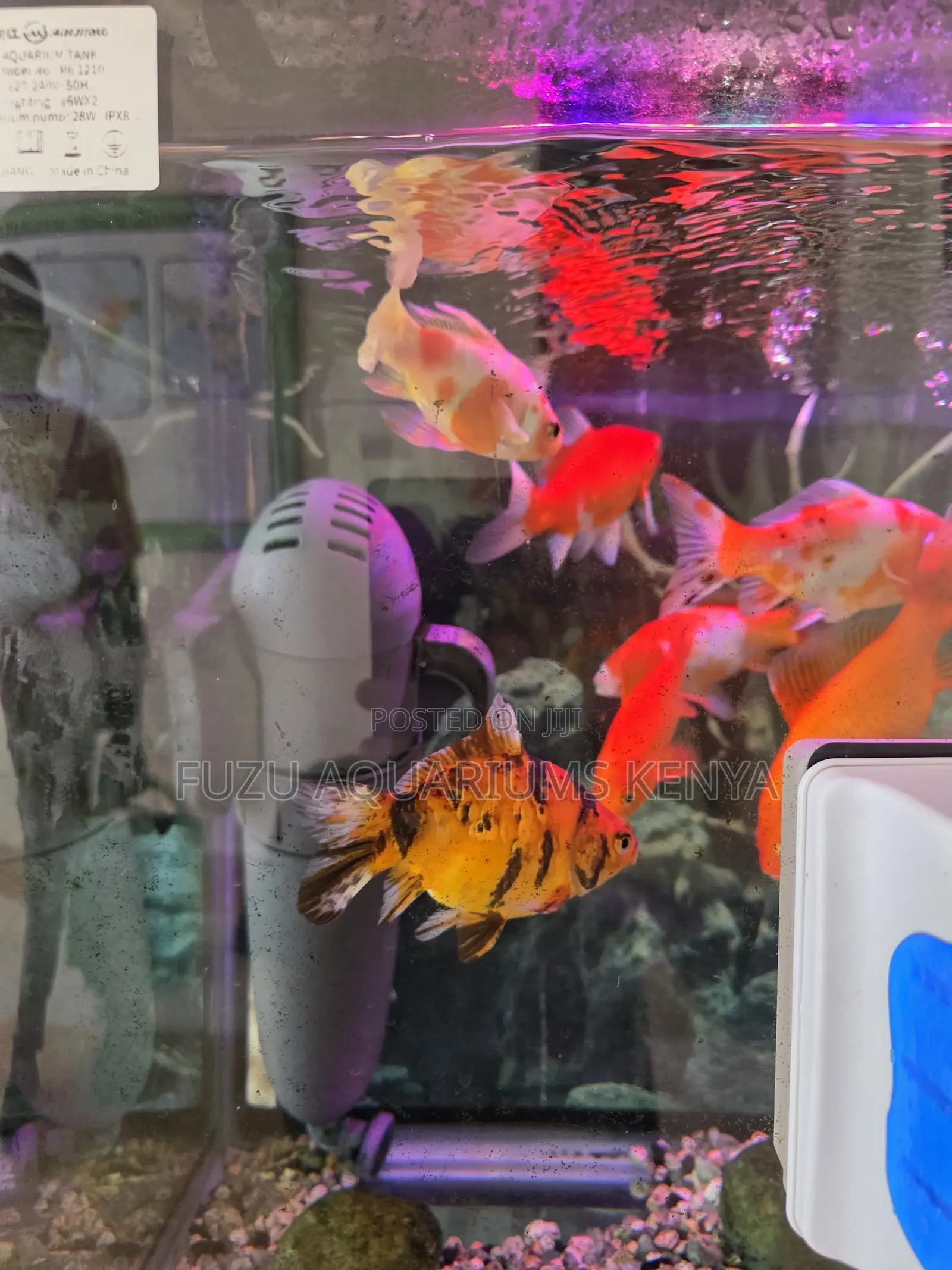Beautiful Giant Goldfish – Aquarium Ready 