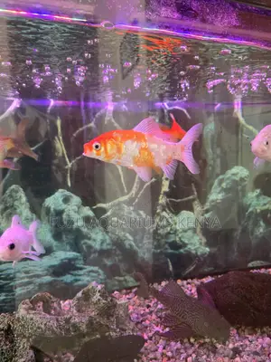 Healthy Large Goldfish – Add Color Life to Your Tank