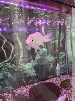 Vibrant Jumbo Goldfish for Sale – Perfect for Ponds or Tanks