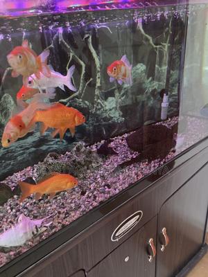 Gorgeous Large Goldfish – Active, Hardy, and Stunning - thumbnail 2