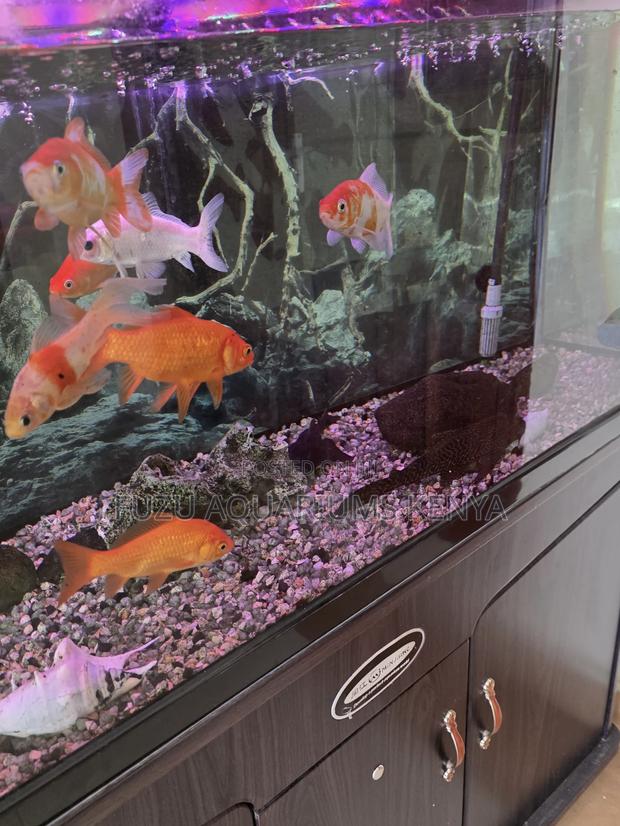 Gorgeous Large Goldfish – Active, Hardy, and Stunning - main view