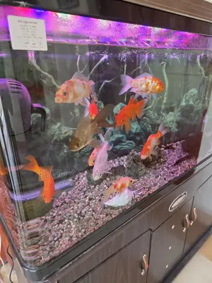 Big Goldfish Sale – Vibrant, Peaceful Easy to Keep