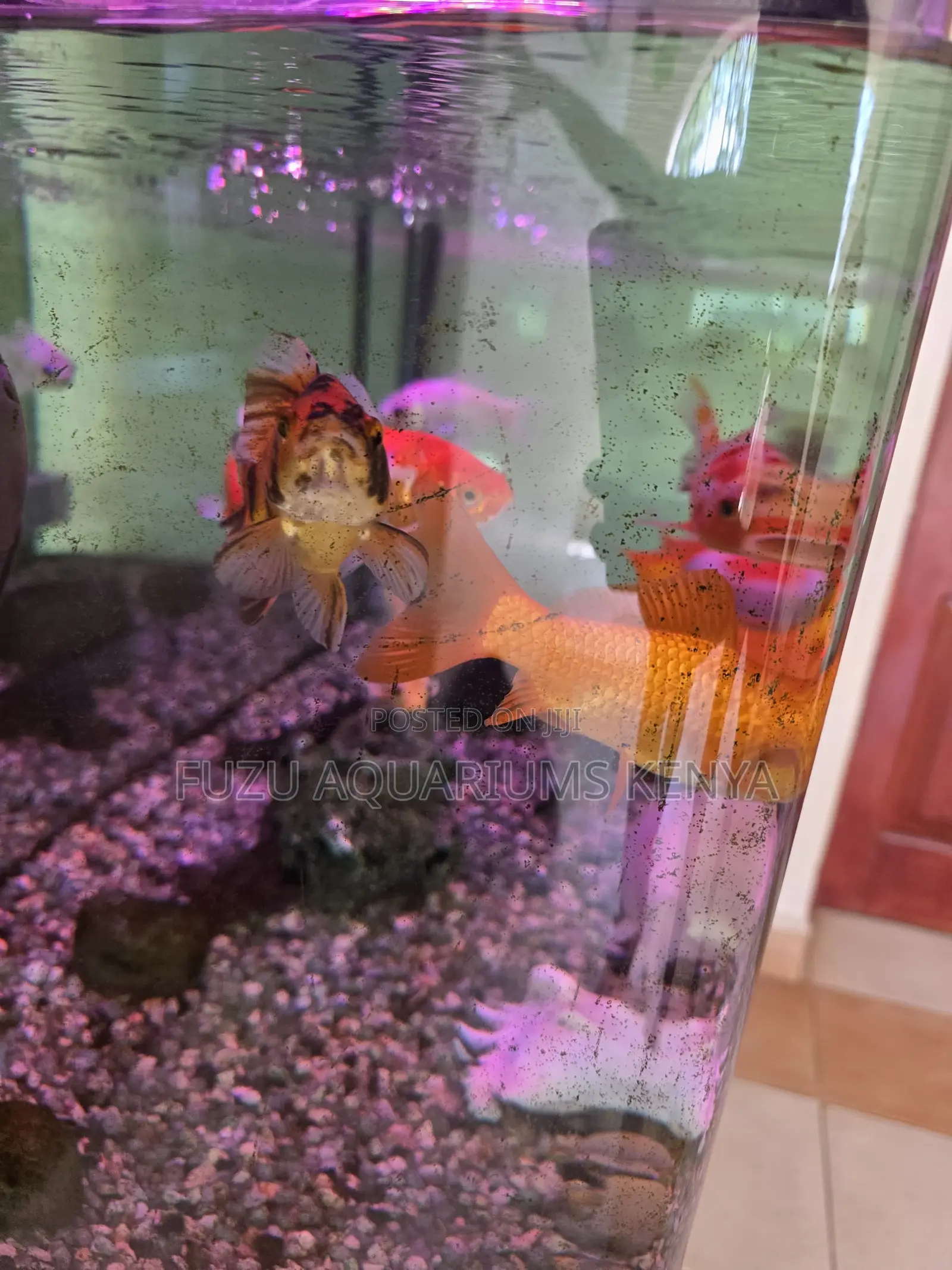 Stunning Aquarium Goldfish – Large, Healthy Beauties