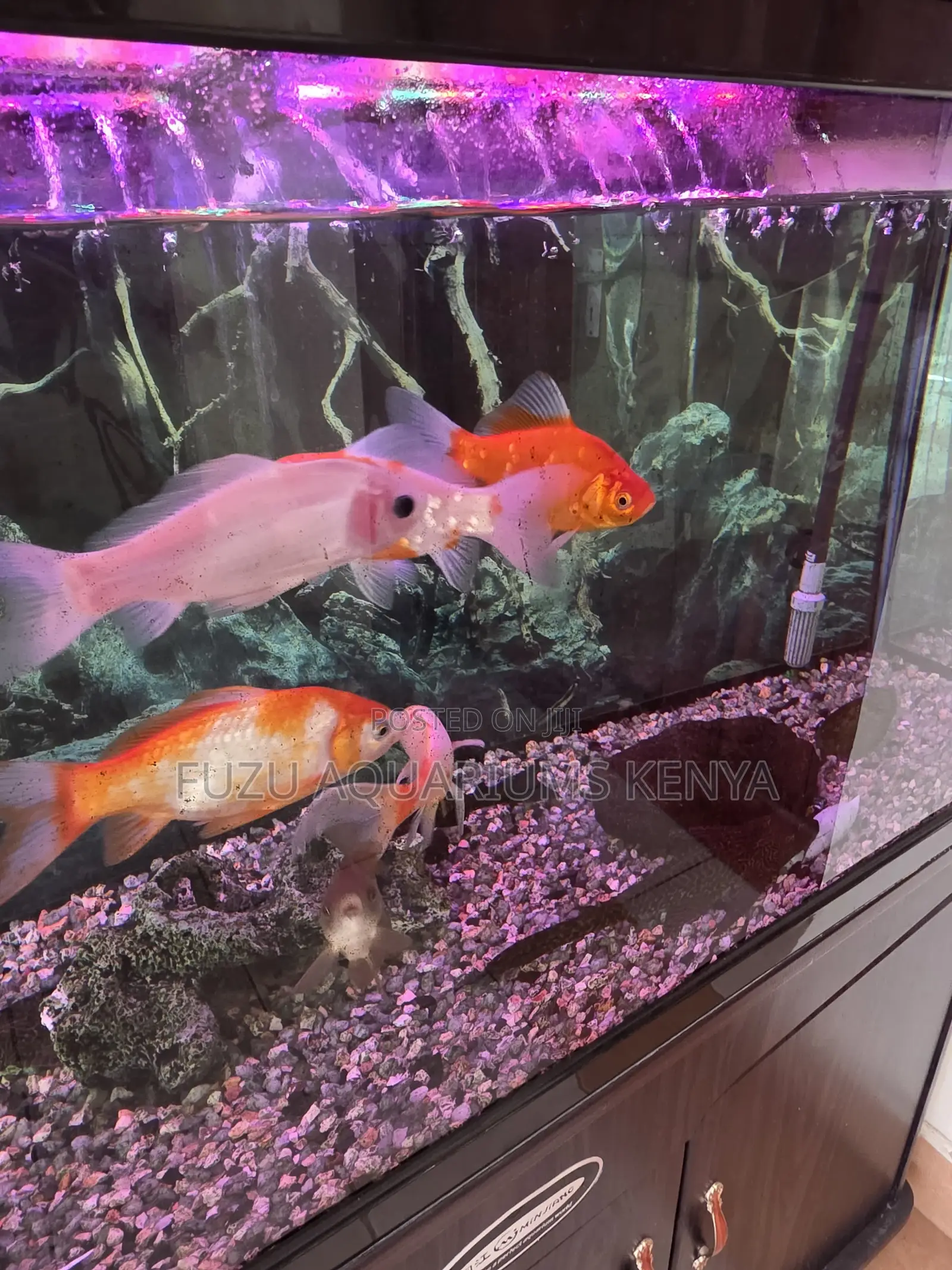 Large Fancy Goldfish – Add Elegance to Your Tank