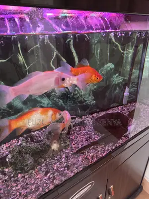 Large Fancy Goldfish – Add Elegance to Your Tank
