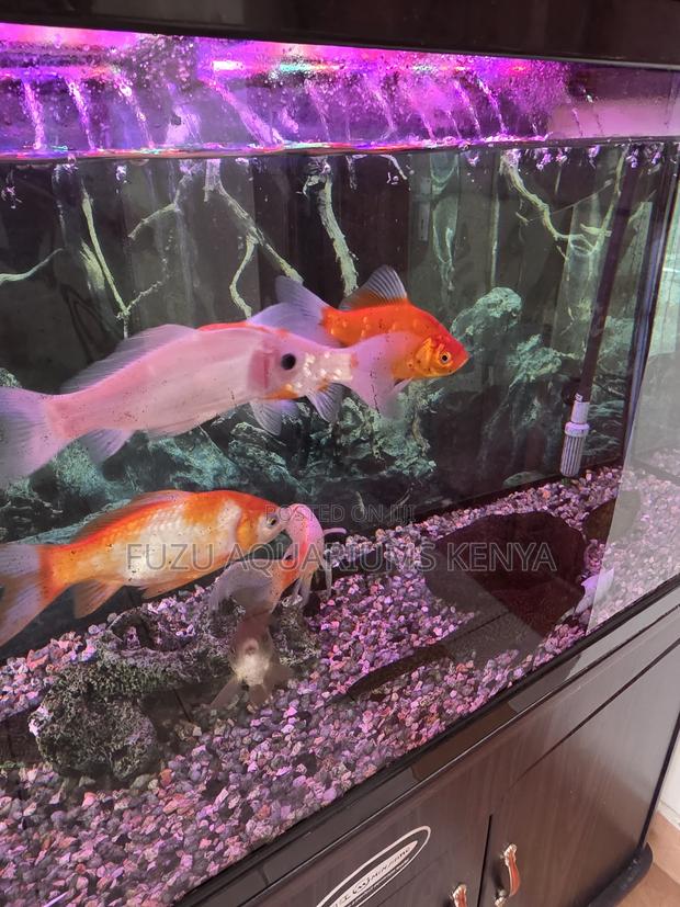 Large Fancy Goldfish – Add Elegance to Your Tank