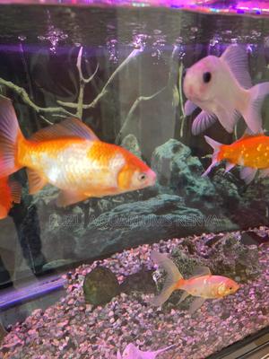 Bright Bold Goldfish – Hardy Fish Ready for New Home - thumbnail 2