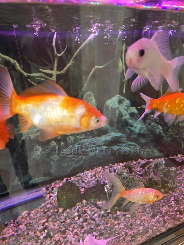 Bright Bold Goldfish – Hardy Fish Ready for New Home - main view