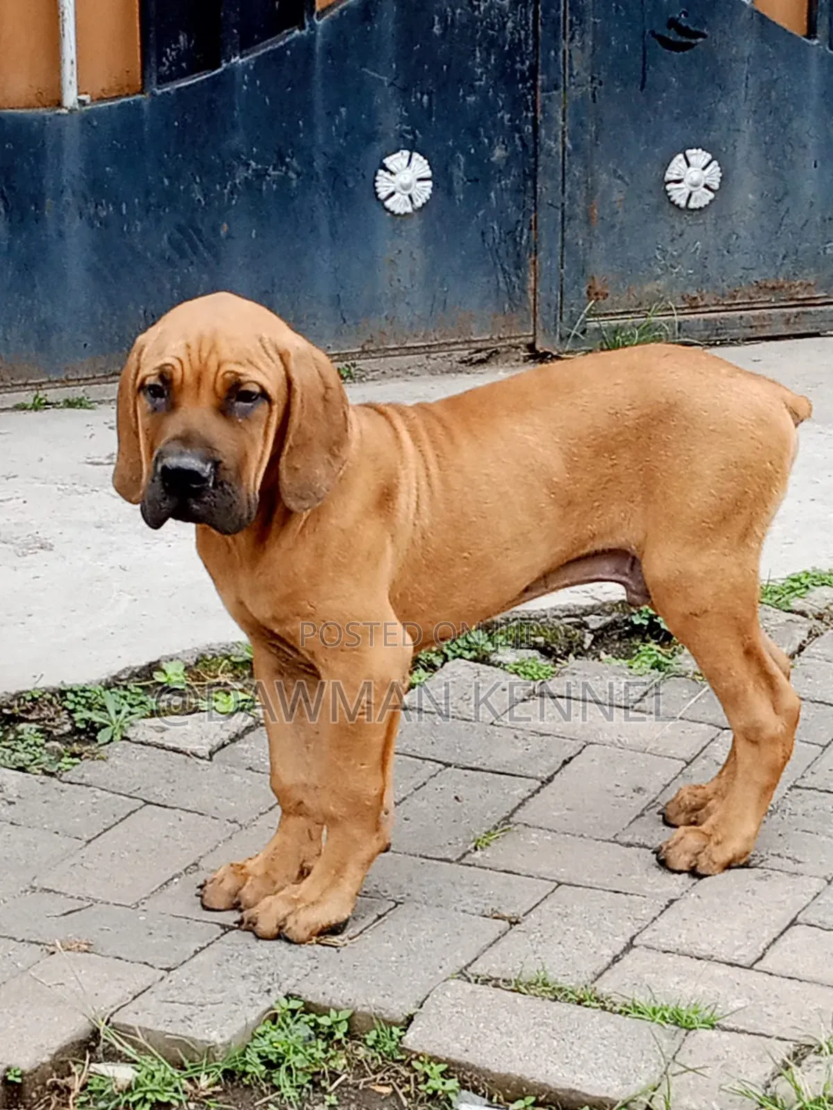 1-3 months Male Purebred Boerboel
