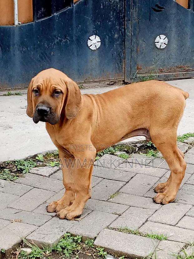 1-3 months Male Purebred Boerboel - main view