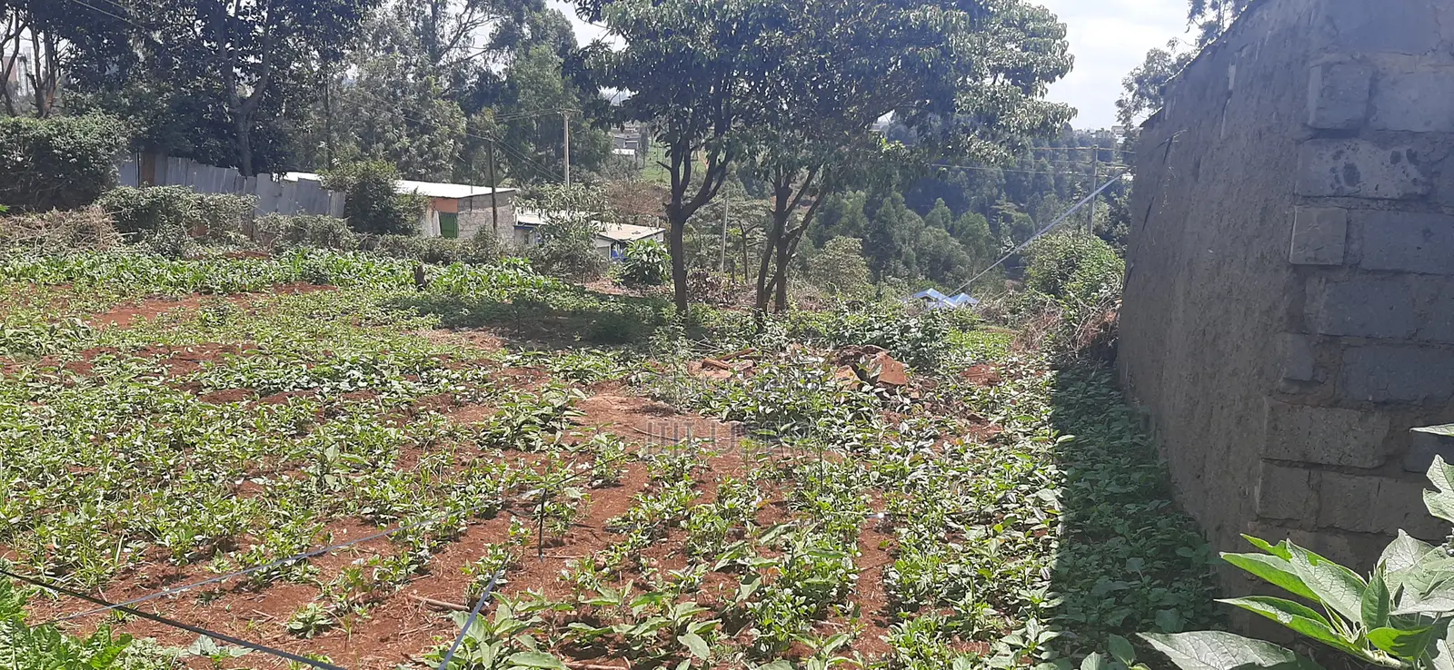 Prime Plot in Gachie