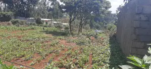 Prime Plot in Gachie