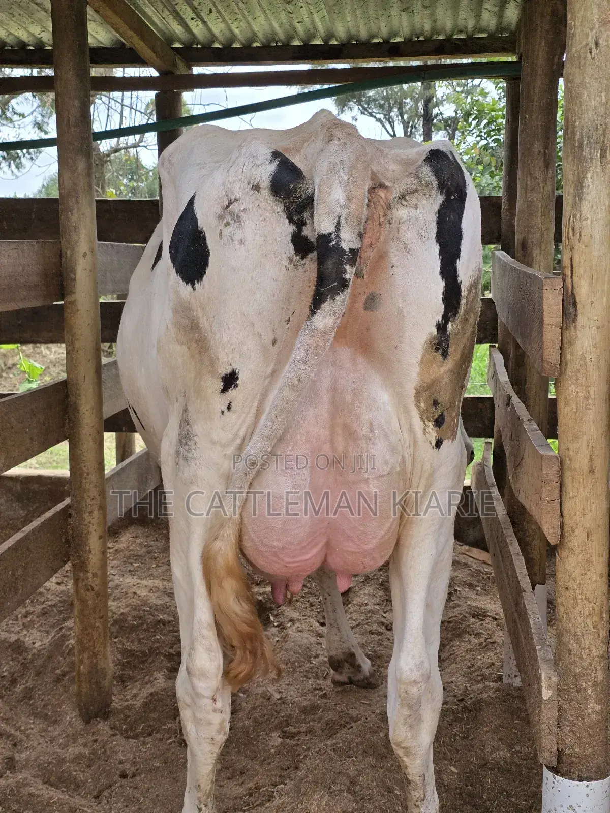 Pure Pedigree Holstein