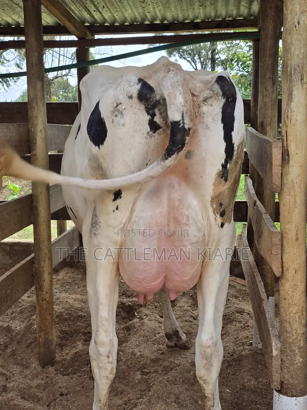 Pure Pedigree Holstein