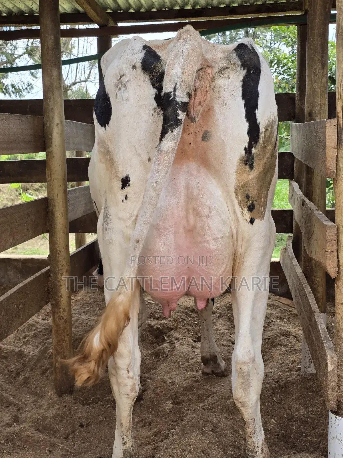 Pure Pedigree Holstein
