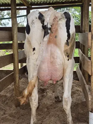 Pure Pedigree Holstein