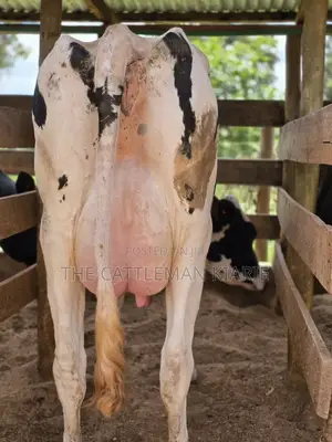 Pure Pedigree Holstein