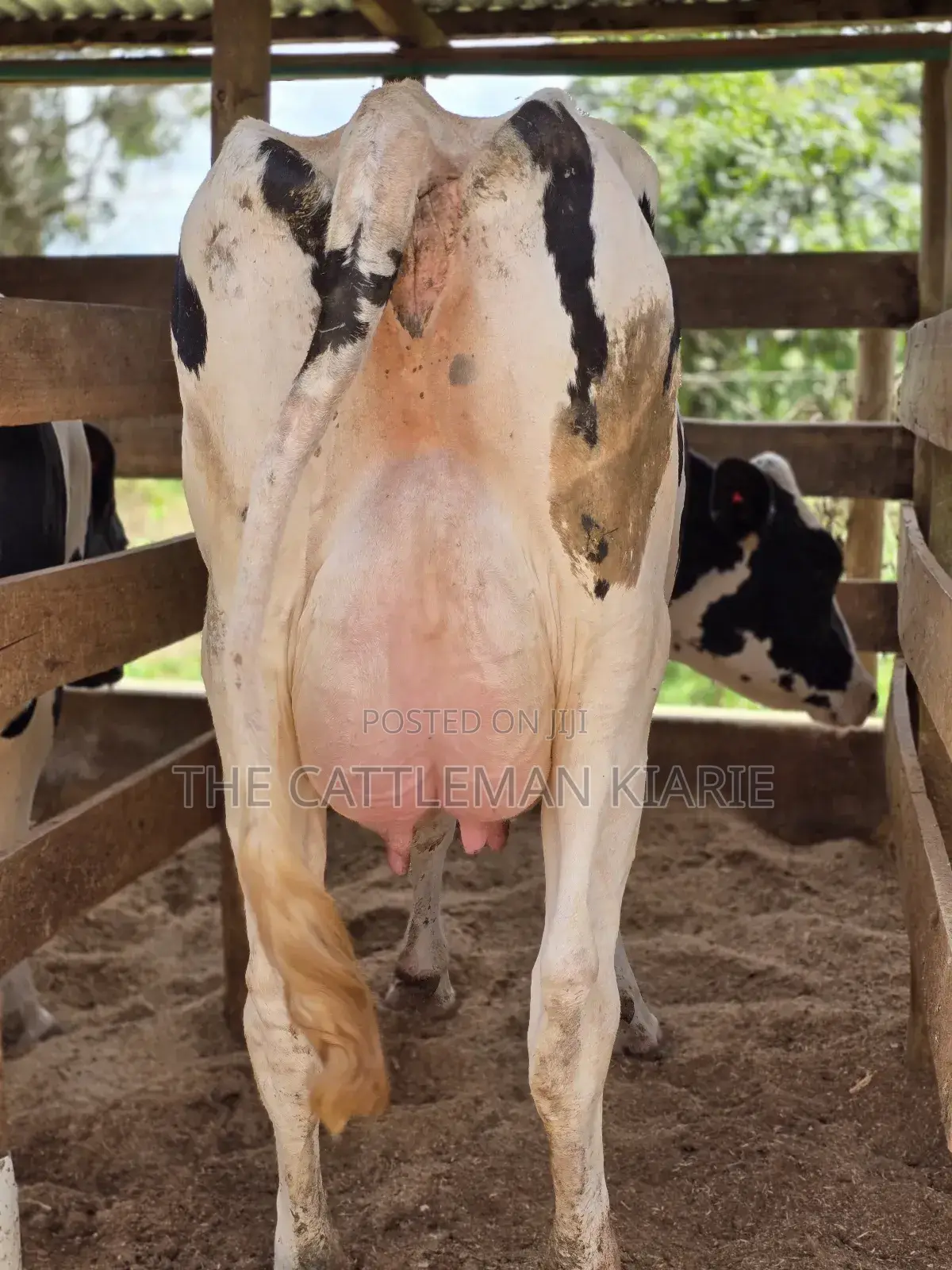 Pure Pedigree Holstein