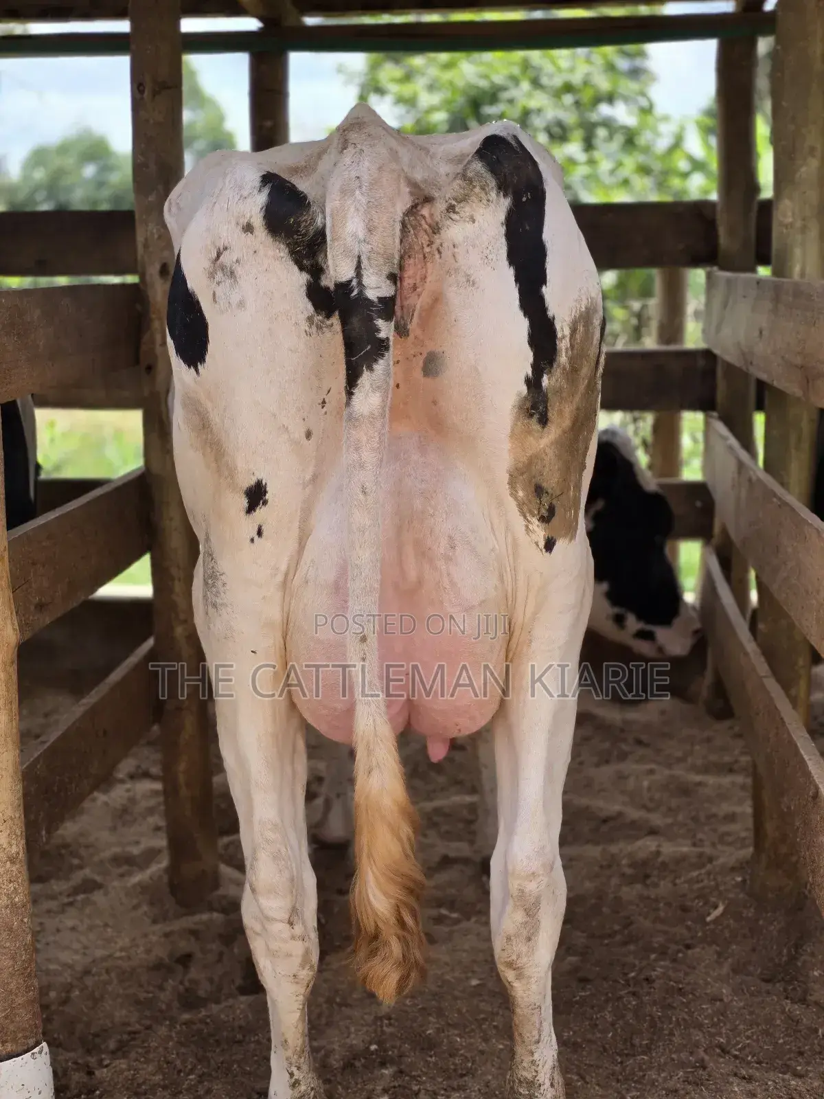 Pure Pedigree Holstein