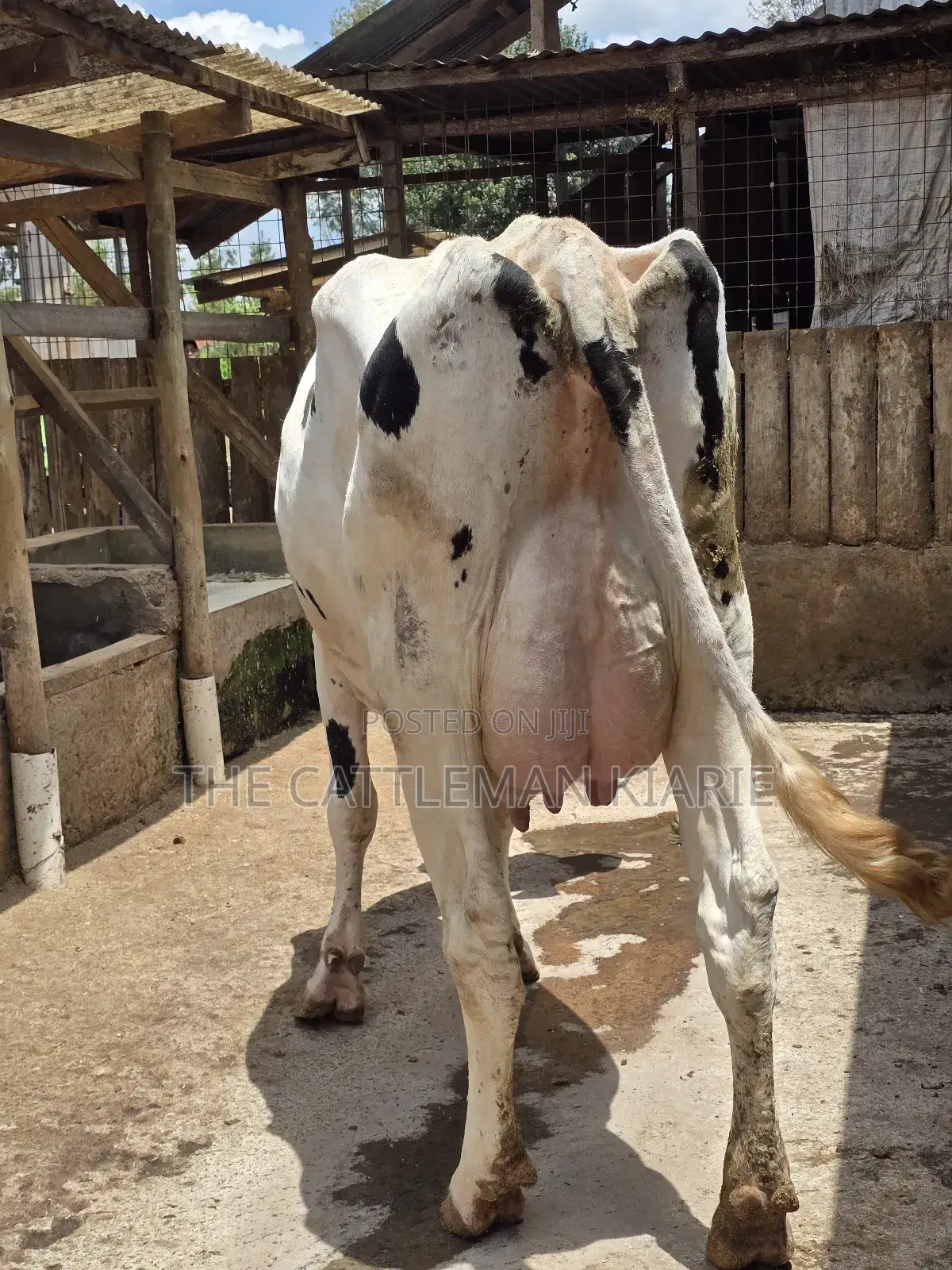 Pure Pedigree Holstein
