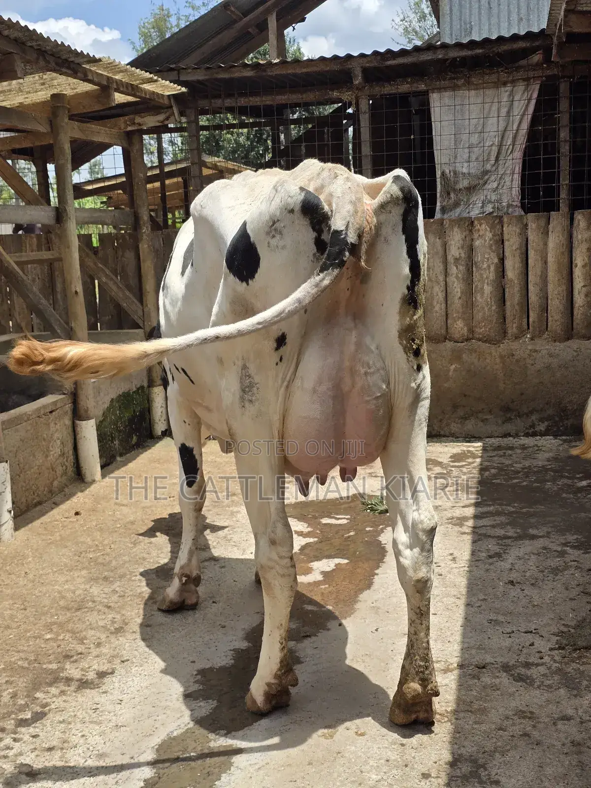 Pure Pedigree Holstein